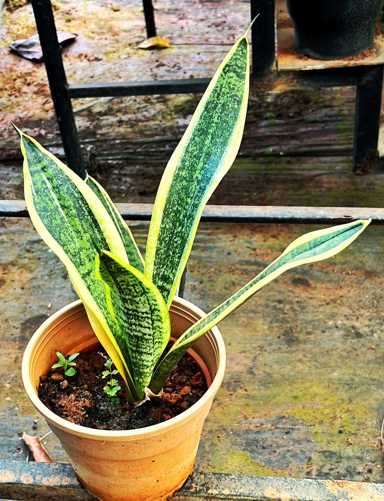 Snake Plant