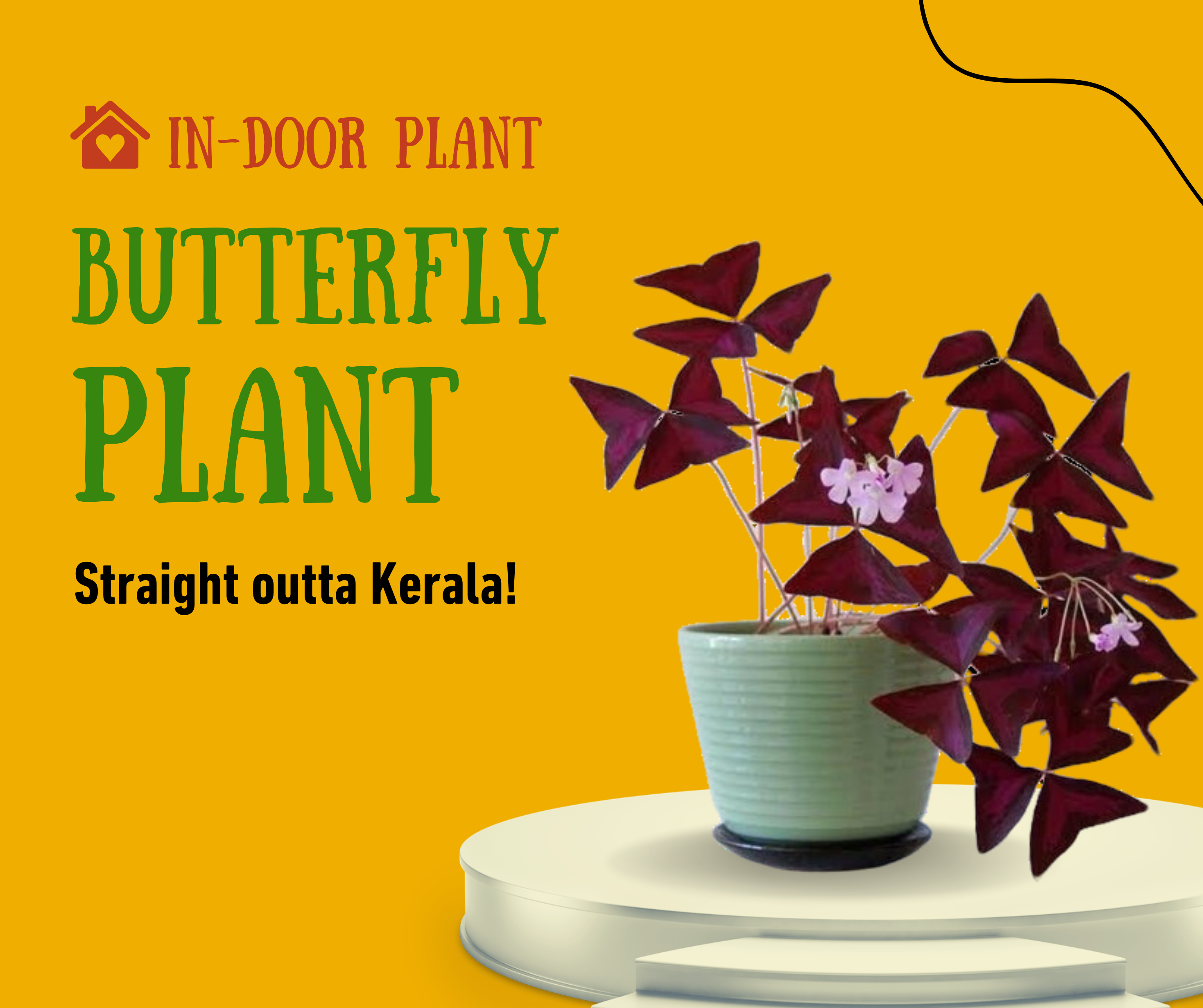 Butterfly Plant