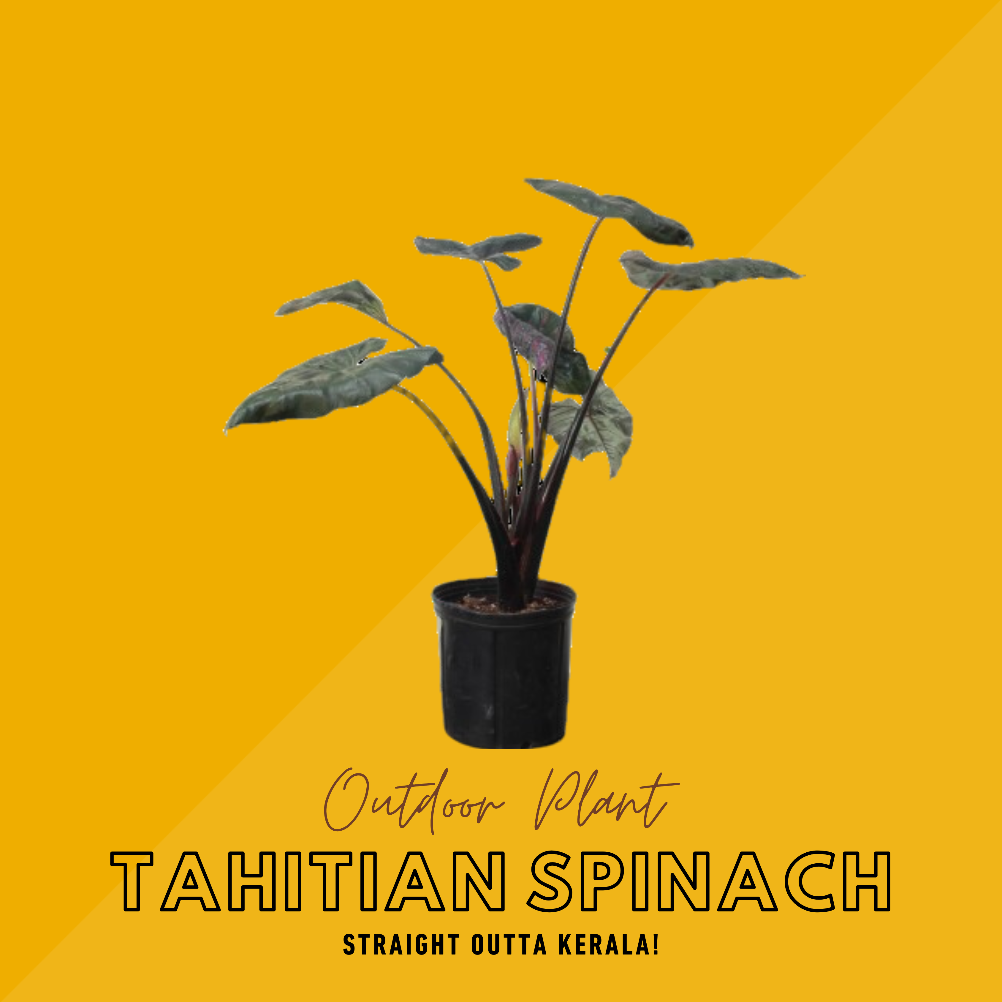 Tahitian Spinach