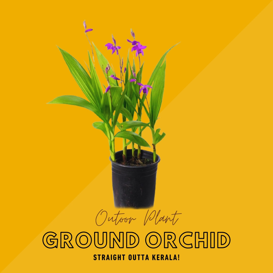 Ground Orchid - EWSELLS