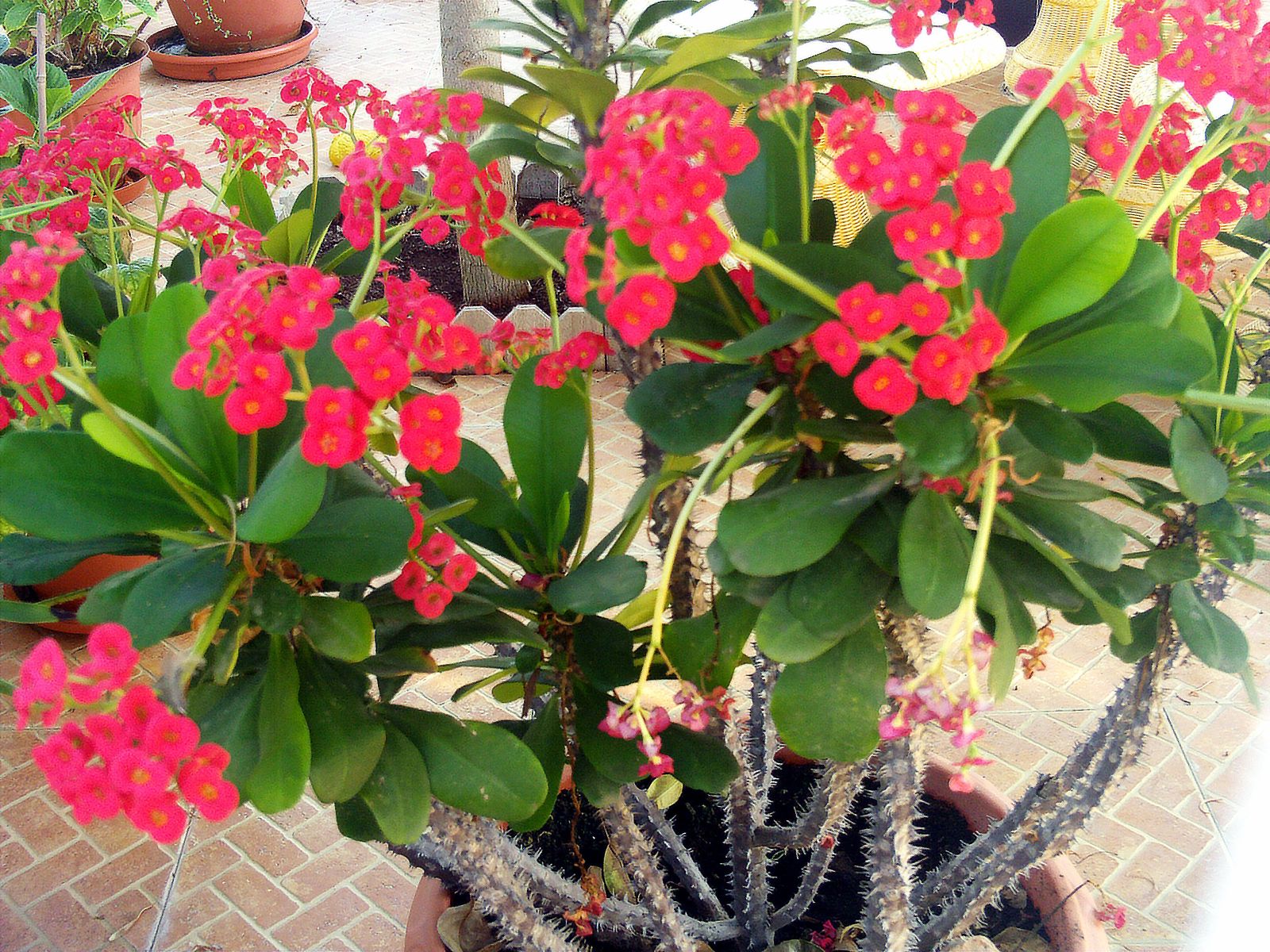 Euphorbia 2 - EWSELLS